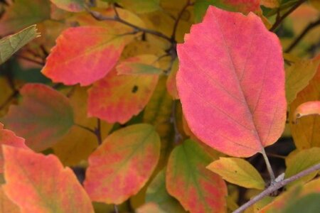 Fothergilla gardenii 30-40 cm cont. 3,0L - afbeelding 4