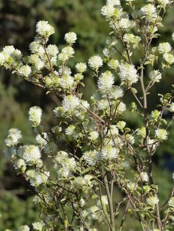 Fothergilla gardenii 30-40 cm cont. 3,0L - afbeelding 5