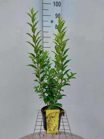 Forsythia int. 'Courtalyn' 50-60 cm cont. 3,0L - afbeelding 2