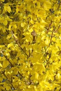 Forsythia int. Minigold 40-60 cm wortelgoed struik - afbeelding 1