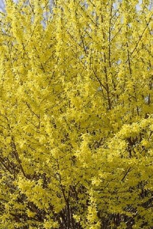 Forsythia int. Minigold 40-60 cm wortelgoed struik - afbeelding 2