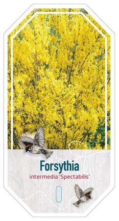 Forsythia int. 'Spectabilis' 50-60 cm cont. 10L