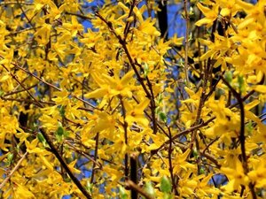 Forsythia int. 'Spectabilis' 60-100 cm wortelgoed struik - afbeelding 1