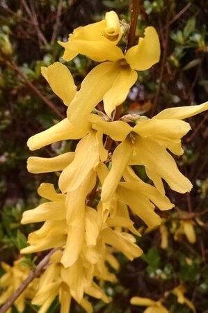 Forsythia int. 'Spectabilis' 60-100 cm wortelgoed struik - afbeelding 3