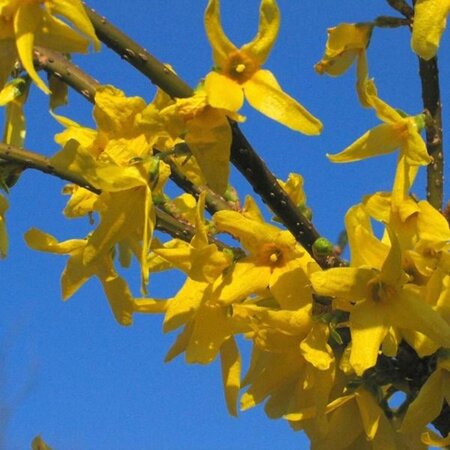 Forsythia int. 'Spectabilis' 80-100 cm cont. 10L - afbeelding 4