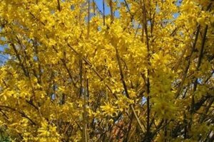 Forsythia int. 'Spectabilis' 80-100 cm cont. 10L - afbeelding 2