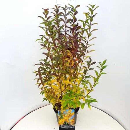 Forsythia int. 'Spectabilis' 80-100 cm cont. 10L - afbeelding 8