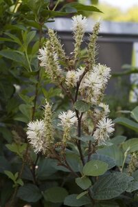 Fothergilla major 25-30 cm cont. 3,0L - afbeelding 3