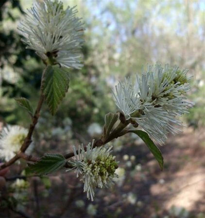 Fothergilla major 30-40 cm cont. 3,0L - afbeelding 1