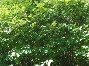 Fothergilla major 30-40 cm cont. 3,0L - afbeelding 2