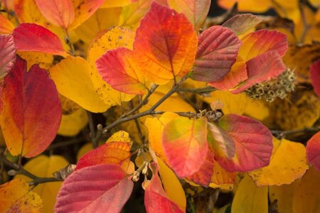 Fothergilla major 30-40 cm cont. 3,0L - afbeelding 4