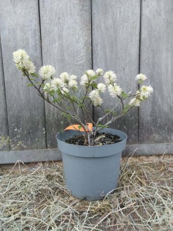 Fothergilla major 30-40 cm cont. 5,0L - afbeelding 1