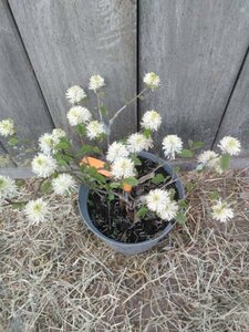 Fothergilla major 30-40 cm cont. 5,0L - afbeelding 2