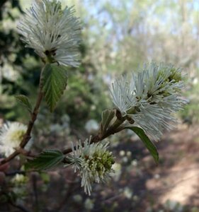 Fothergilla major 40-50 cm cont. 3,0L - afbeelding 1