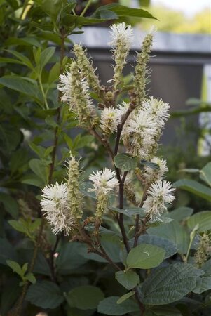 Fothergilla major 40-50 cm cont. 3,0L - afbeelding 3