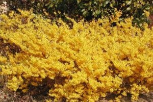 Forsythia Marée d'Or 30-50 cm cont. 3,0L - afbeelding 2