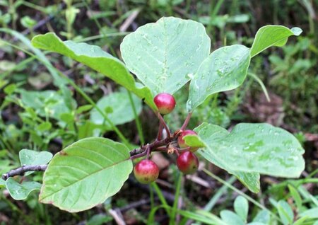 Frangula alnus = Rhamnus frangula 125-150 cm cont. 5,0L - afbeelding 4