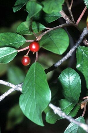 Frangula alnus = Rhamnus frangula 80-100 cm wortelgoed struik - afbeelding 3