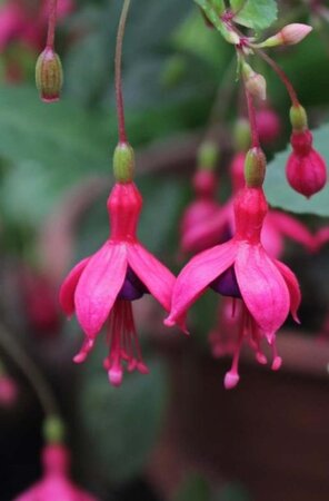 Fuchsia magellanica gracilis 20-25 cm cont. 2,0L - afbeelding 1