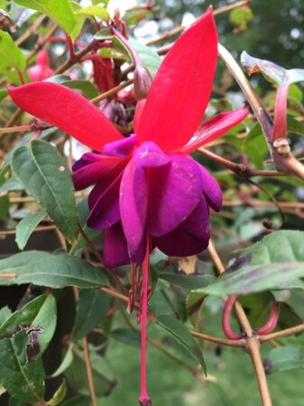 Fuchsia magellanica gracilis 20-25 cm cont. 2,0L - afbeelding 2