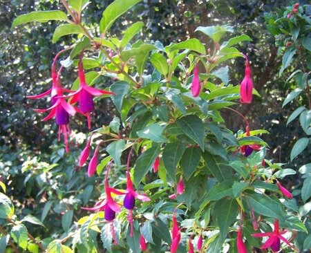 Fuchsia magellanica gracilis 20-25 cm cont. 2,0L - afbeelding 3