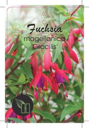 Fuchsia magellanica gracilis geen maat specificatie cont. 2,0L - afbeelding 1