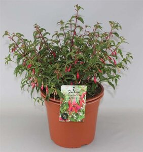 Fuchsia magellanica gracilis geen maat specificatie cont. 2,0L - afbeelding 2