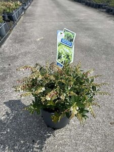 Gaultheria Florry 20-30 cm cont. 3,0L