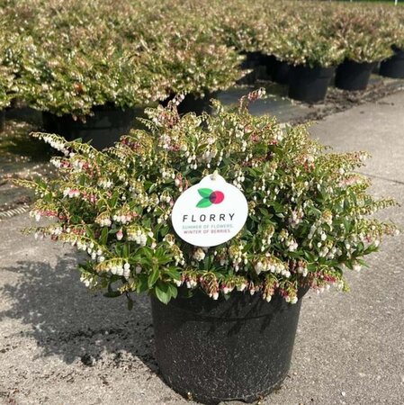 Gaultheria Florry 35-40 cm cont. 7,5L solitair