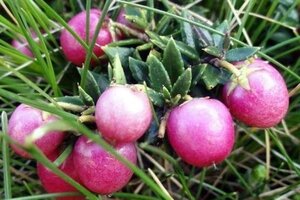 Gaultheria mucronata 30-40 cm cont. 2,0L - afbeelding 1