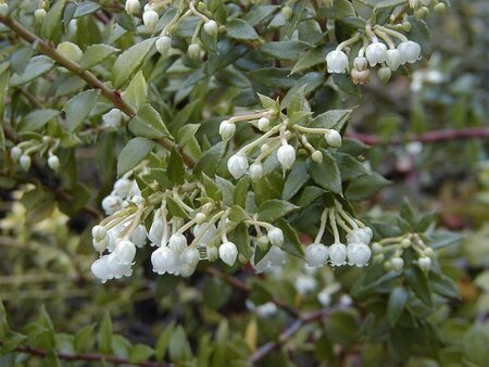 Gaultheria mucronata 30-40 cm cont. 2,0L - afbeelding 3