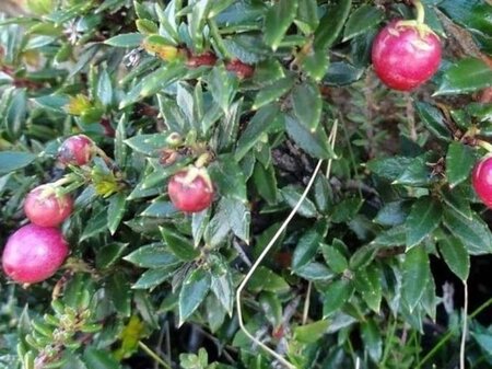 Gaultheria mucronata 30-40 cm cont. 2,0L - afbeelding 4