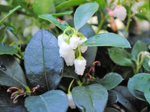 Gaultheria procumbens geen maat specificatie cont. 1,3L - afbeelding 1