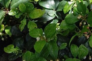 Gaultheria procumbens geen maat specificatie cont. 1,3L - afbeelding 2