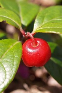 Gaultheria procumbens geen maat specificatie cont. 1,3L - afbeelding 3