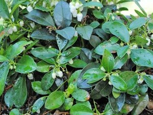 Gaultheria procumbens geen maat specificatie cont. 1,3L - afbeelding 4