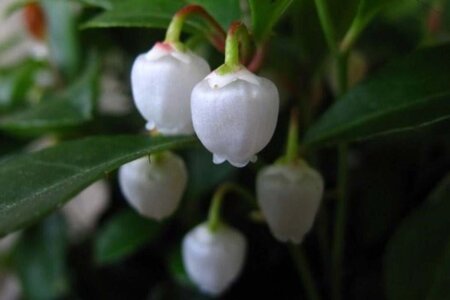 Gaultheria procumbens geen maat specificatie cont. 1,3L - afbeelding 5