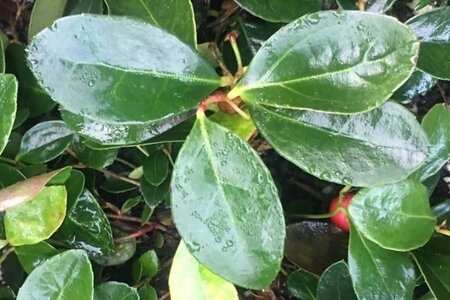 Gaultheria procumbens geen maat specificatie cont. 1,3L - afbeelding 6