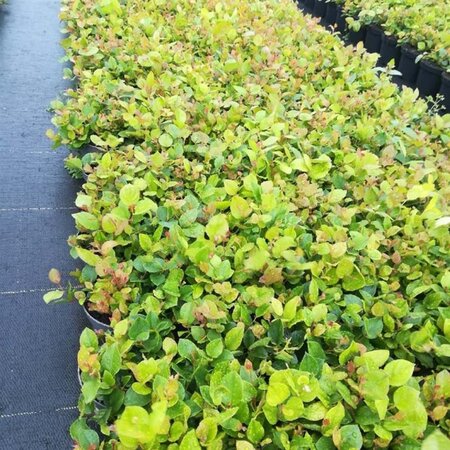 Gaultheria shallon geen maat specificatie cont. 1L - afbeelding 1