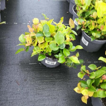 Gaultheria shallon geen maat specificatie cont. 1L - afbeelding 2