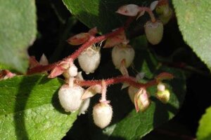 Gaultheria shallon geen maat specificatie container - afbeelding 4