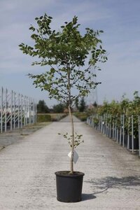 Gymnocladus dioica 100-125 cm cont. 15L