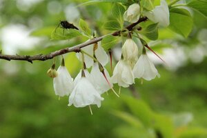 Halesia carolina 100-125 cm container - afbeelding 3