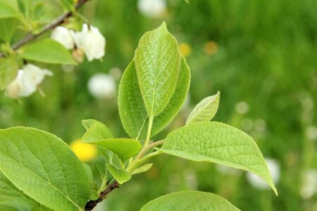 Halesia carolina 100-125 cm container - afbeelding 4