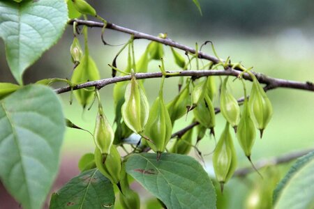 Halesia carolina 100-125 cm container - afbeelding 5