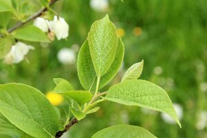 Halesia carolina 60-80 cm container - afbeelding 4