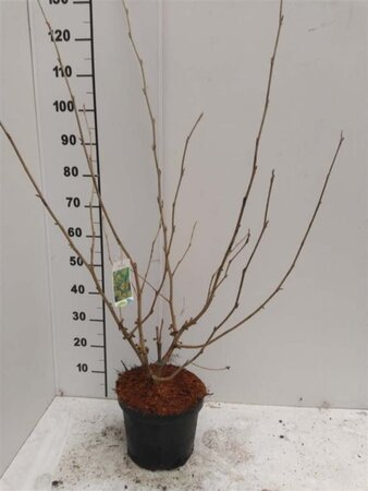 Hamamelis int. 'Orange Beauty' 80-100 cm cont. 7,5L