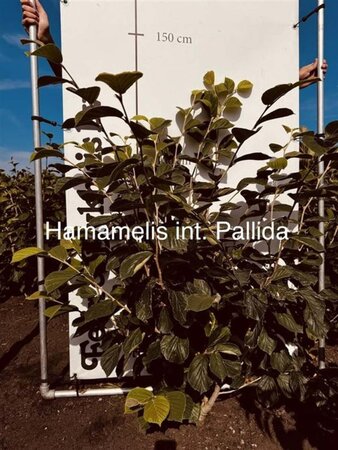 Hamamelis int. 'Pallida' 100-125 cm met kluit - afbeelding 2