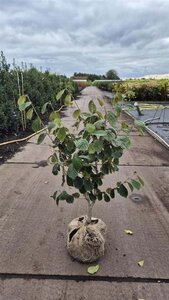 Hamamelis int. 'Westerstede' 80-100 cm met kluit - afbeelding 4