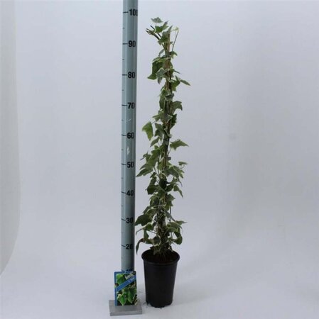 Hedera hel. 'Glacier' 50-60 cm cont. 2,0L